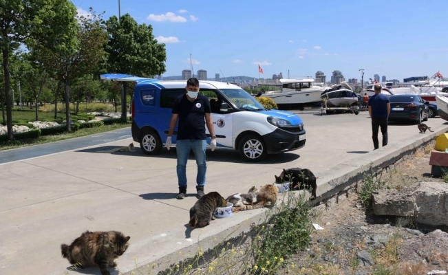 Sokak canları Kartal Belediyesi’ne emanet