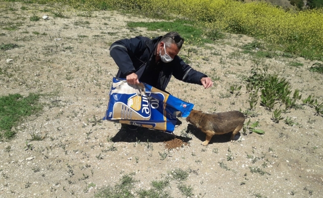 Sokak hayvanları için yüzlerce noktaya mama ve su bırakıldı