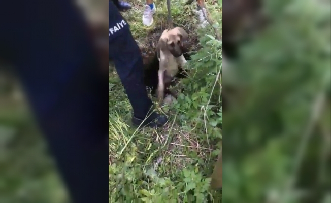 Su kuyusunda mahsur kalan köpekleri itfaiye ekipleri kurtardı