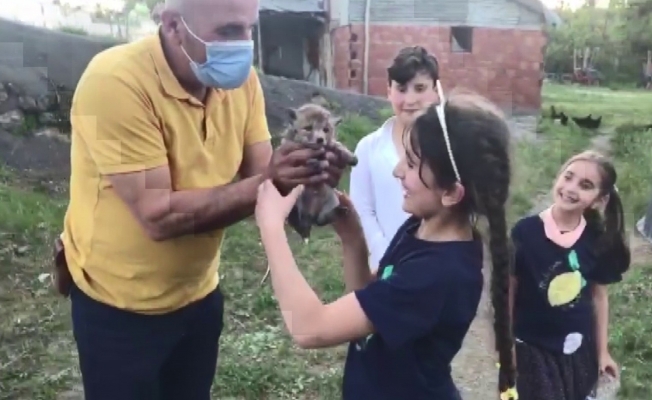 Sulama havuzunda mahsur kalan yavru tilkiler kurtarıldı