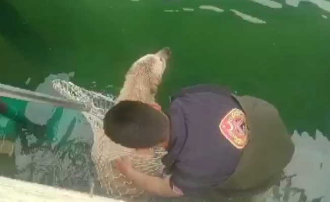 Sulama kanalına düşen köpek kurtarıldı