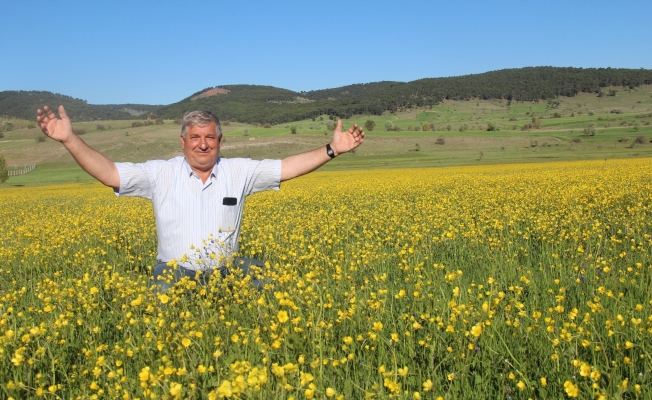 Tarlalarda açan sarı çiçekler görsel şölen oluşturdu
