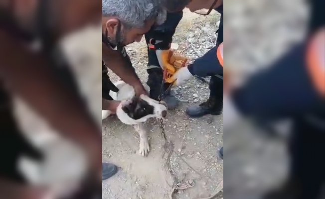 Tasma zincirinin halkası çenesine sıkışan köpeği itfaiye ekipleri kurtardı