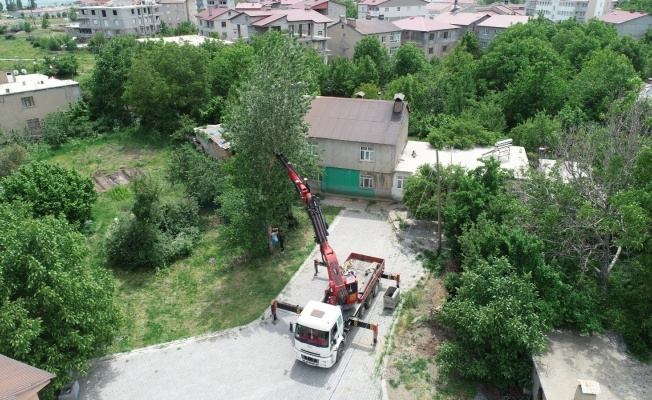 Tatvan’da polen ve pamukçuk üreten kavak ağaçları kesiliyor