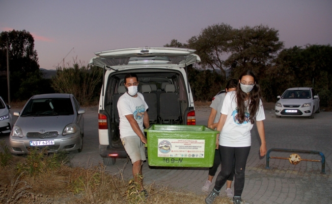 Tedavisi tamamlanan caretta caretta denize bırakıldı