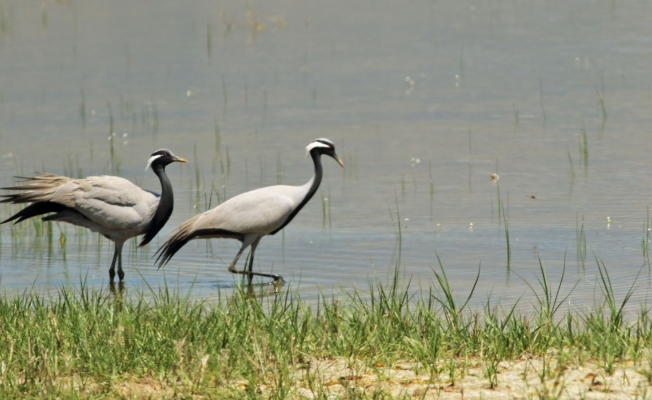‘Telli turna’ çifti için köylüler seferber oldu
