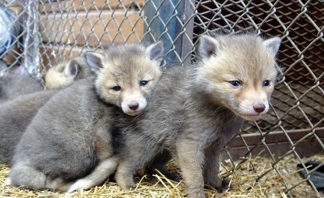 Tilki yavrularının sevimli halleri kameralara yansıdı