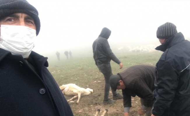 Tokat’ta 20 koyun telef oldu, zehirlenme iddiası üzerine inceleme başlatıldı