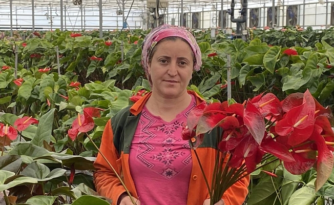 Topraksız tarımın en uzun ömürlü çiçeği Antalya'dan Avrupa ülkelerine gönderiliyor