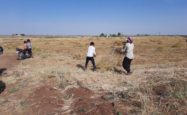 Toz fırtınası mercimek tarlasını vurdu