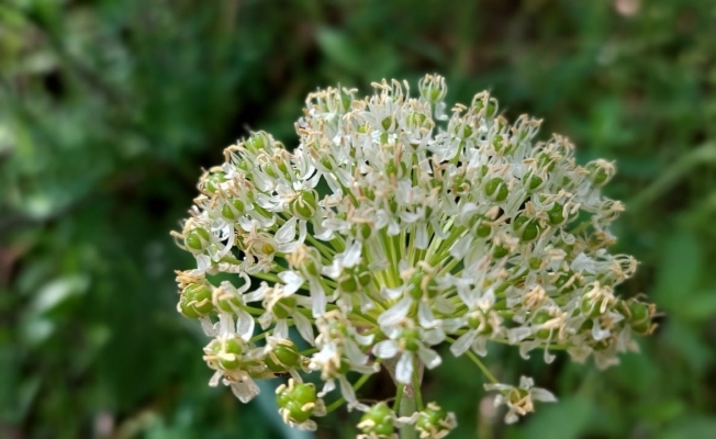 Tunceli’de çiçek karakteri farklı yeni bir soğan türü tespit edildi
