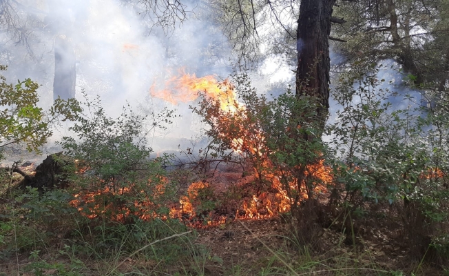 Turgutlu’da orman yangını