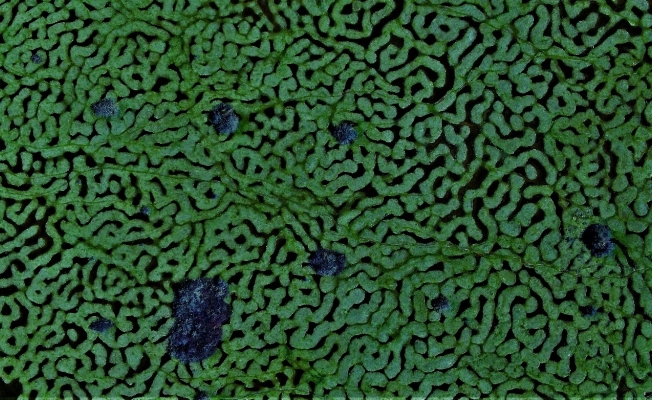 Türkiye’de böylesini hiç görmediniz