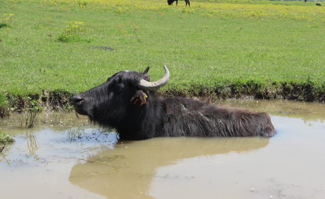 Türkiye’de en çok manda İstanbul’da bulunuyor