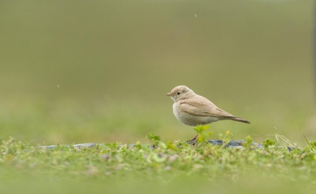 Türkiye’de ilk kez ’Küçük Çöl Toygarı’ görüldü