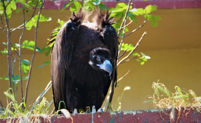 Türkiye’ye özgü olmasına rağmen sadece 80 tane kaldı