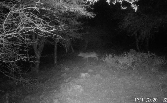 Uzun yıllar sonra ilk kez İzmir’de kurt görüntülendi