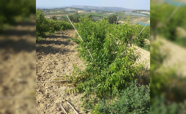 Yaban hayvanları 600 adet ağacı yok etti