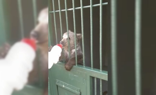 Yalova’da ailesini kaybeden yavru ayı, emin ellerde