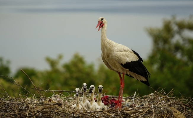 Yaren leylek yavrularıyla böyle görüntülendi