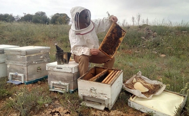 Yaşanan kuraklıktan arı varlığı ve bal üretimi de etkilenmeye başladı