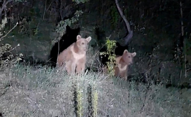 Yavru ayıların ilginç görüntüleri kameralara takıldı