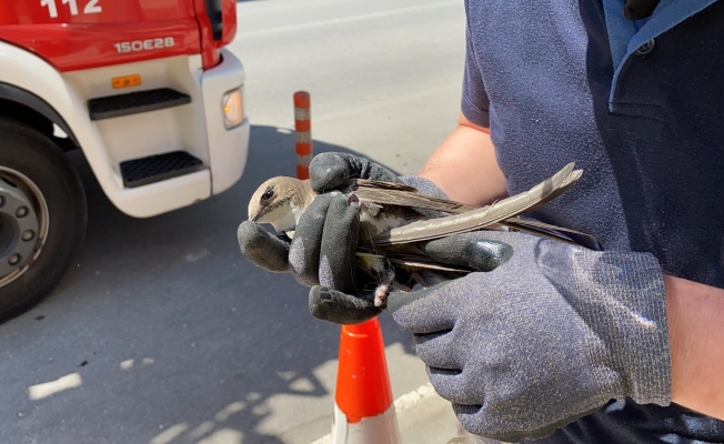 Yavru ebabil kuşunu itfaiye ekipleri kurtardı