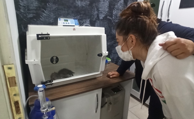 Yavru tilkinin tedavisini gözyaşları ile izlediler