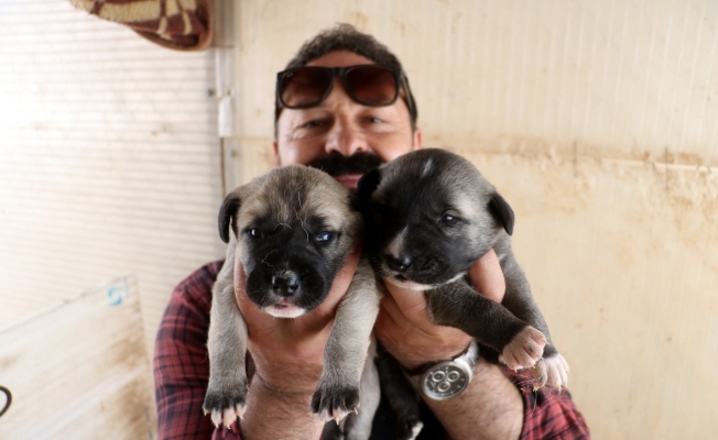 Yılın ilk kangalları dünyaya gözlerini açtı