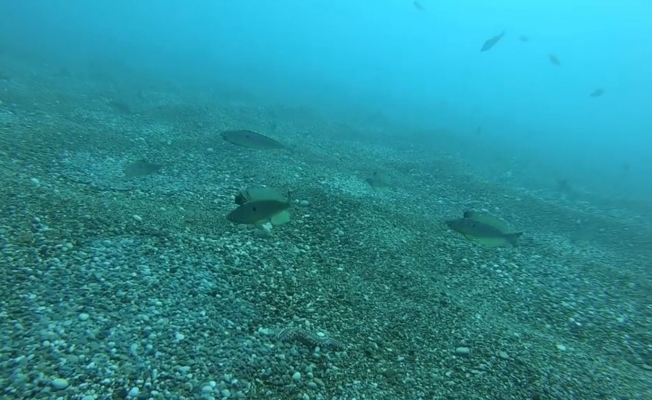 Zehirli deniz çıyanının izmarit balıklarının yumurtalarına saldırması su altı kamerasında