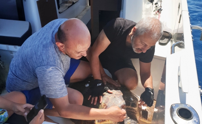 Zeynep’in dikkati, dev deniz canlısını kurtardı