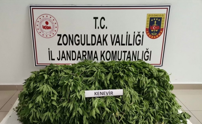 Zonguldak Jandarmasından dev uyuşturucu operasyonu