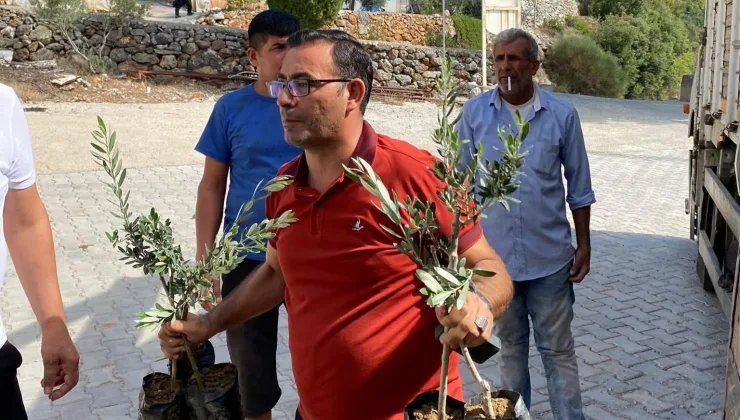 Alanya Ziraat Odası’ndan fidan desteği