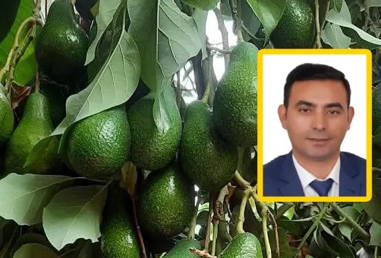 Alanya'da avokado kiloyla satılacak! Net tarih verildi...