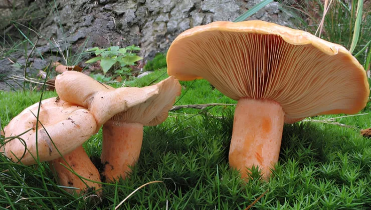 Alanya’da mantar sezonu başladı! ZEHİRLİ OLANA DİKKAT Alanya’da mantar sezonu başladı! ZEHİRLİ OLANA DİKKAT