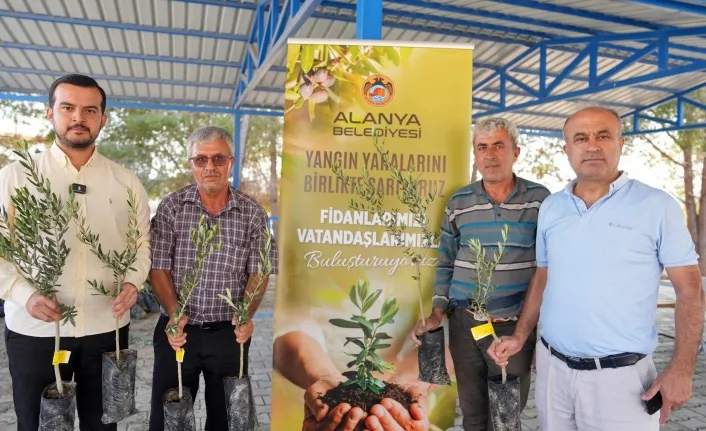 Alanyada yanan köylere 34 bin zeytin fidanı