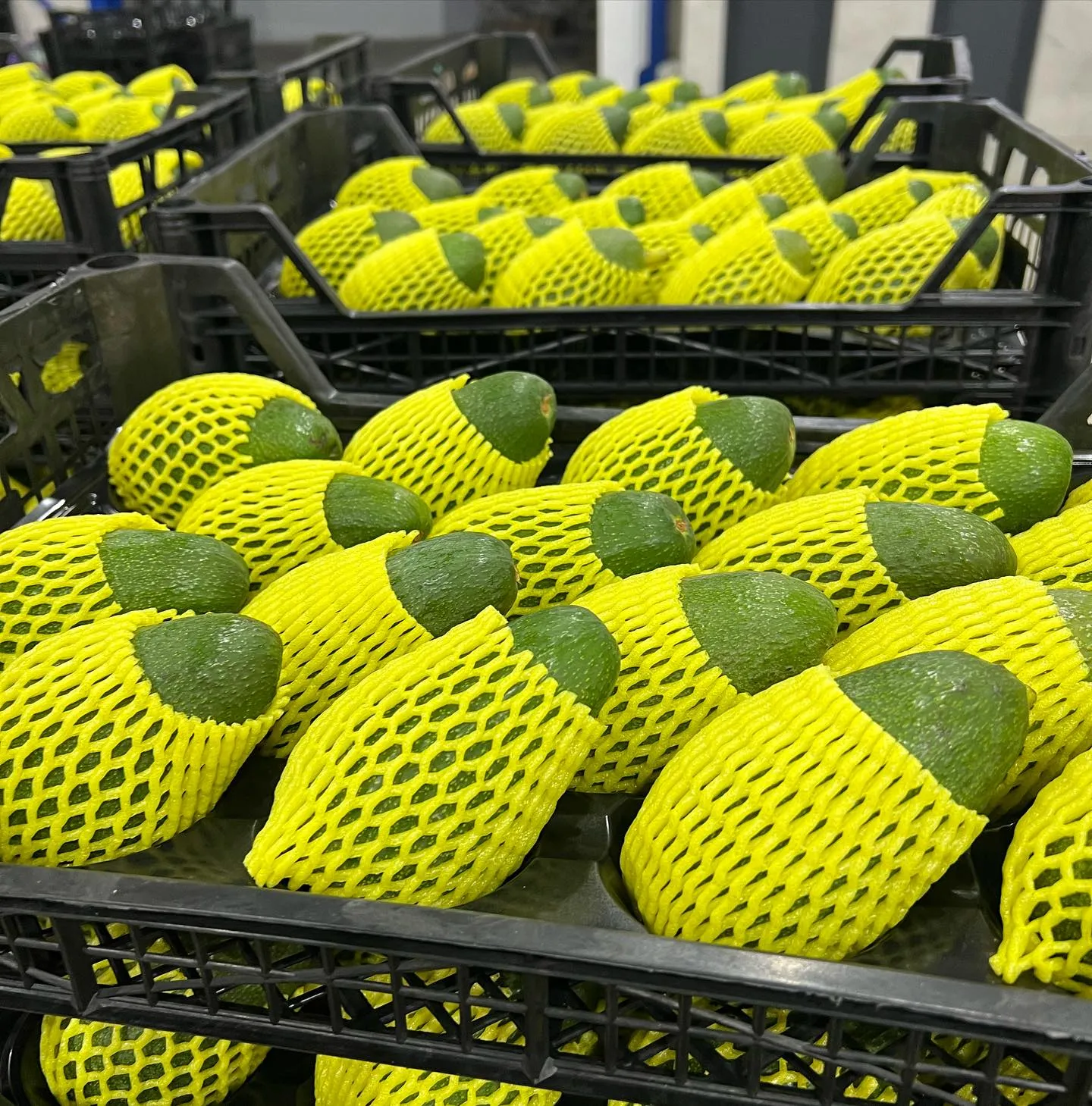 Alanya avokadosunda rekolte beklentisi 150 milyon adet