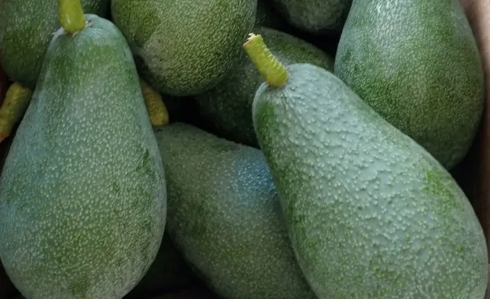 Alanyada avokado piyasası kuruldu