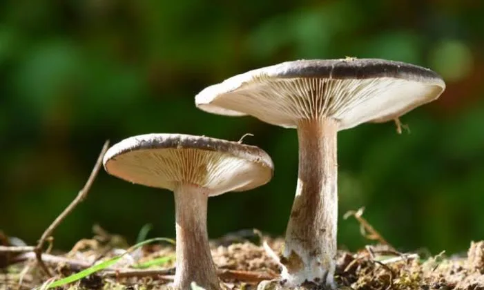 Alanya’da topladıkları mantar hastanelik etti