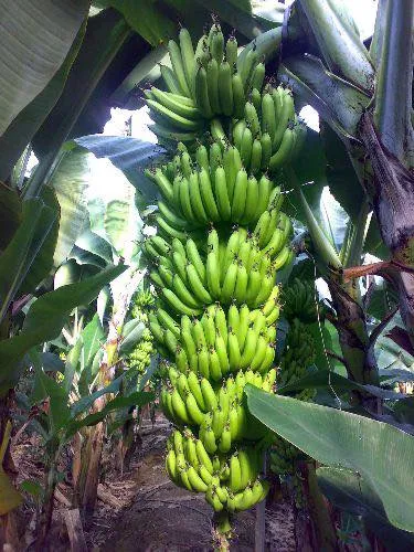 "Mayıs ayına kadar ithal muz girişinin durdurulmalı"