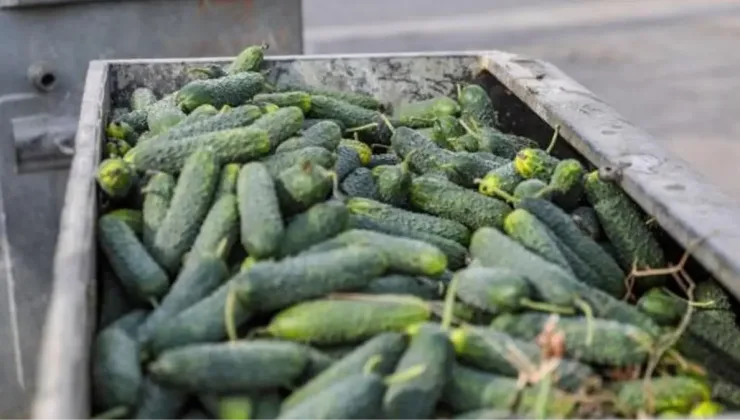 Payallar Mahallesinde tonlarca salatalık çöpe döküldü