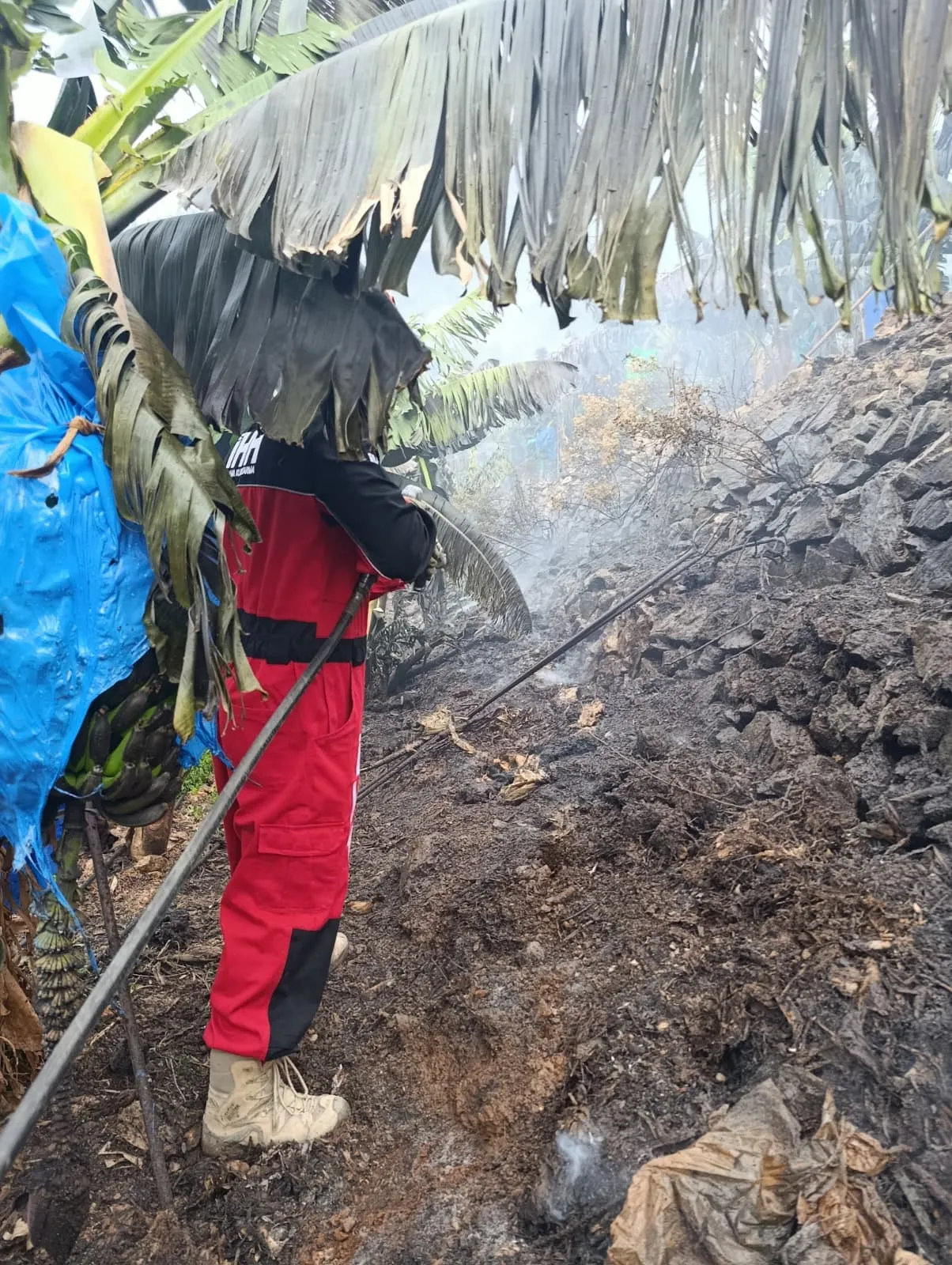 Gazipaşada çıkan orman yangınında muz seraları zarar gördü