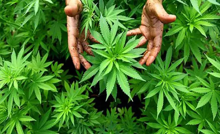 Alanya kenevir üretim merkezlerinden oluyor! Hükümetten izin çıktı