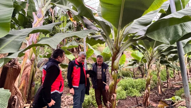 Alanya’da muz üretim alanlarında saha denetimleri devam ediyor