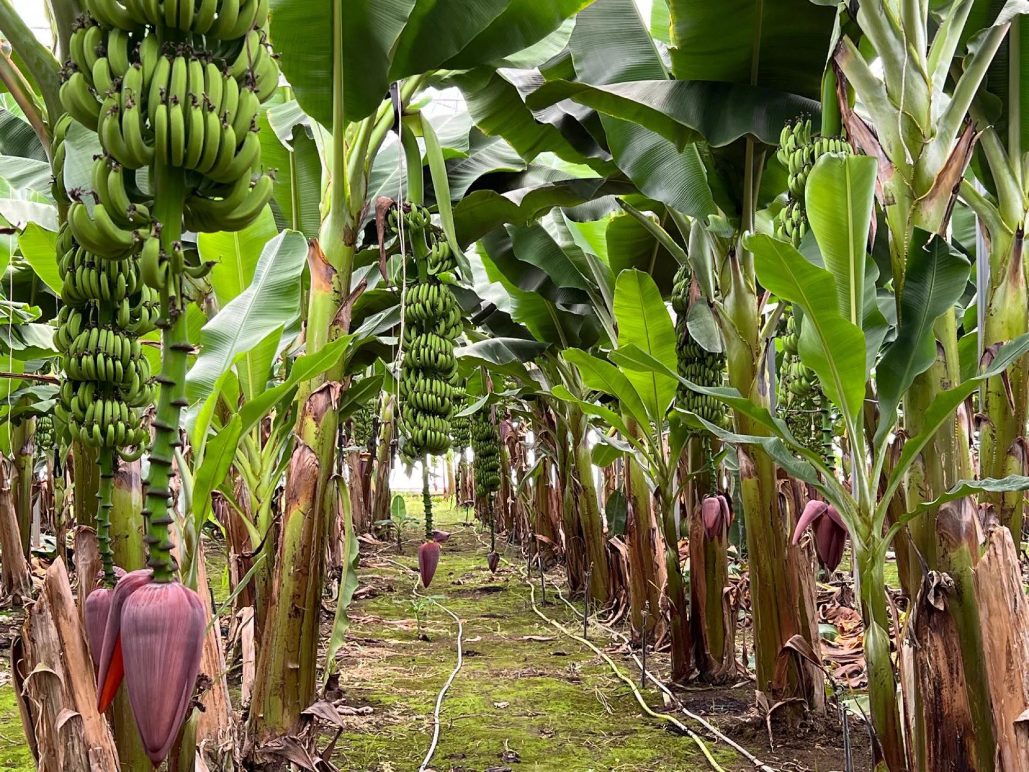 Göktepe’den üreticilere çağrı; ‘Ürününüzü 45 TL’nin altında kesmeyin’