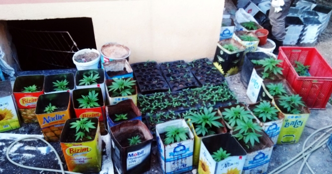 257 kök Hint keneviri ele geçirildi 