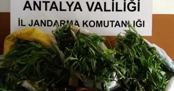  28 kg esrar ele geçirildi