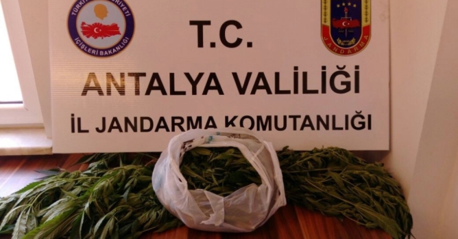 32 kök Hint keneviri ele geçirildi