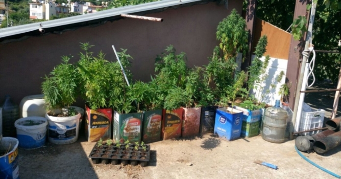 338 kök Hint keneviri yakalandı 