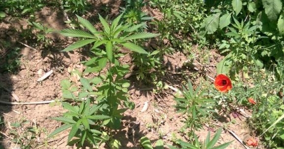 36 kök kenevir ve av tüfeği ele geçirildi